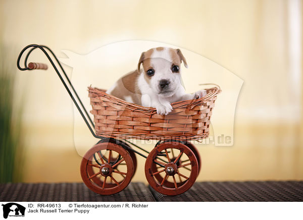 Jack Russell Terrier Welpe / Jack Russell Terrier Puppy / RR-49613