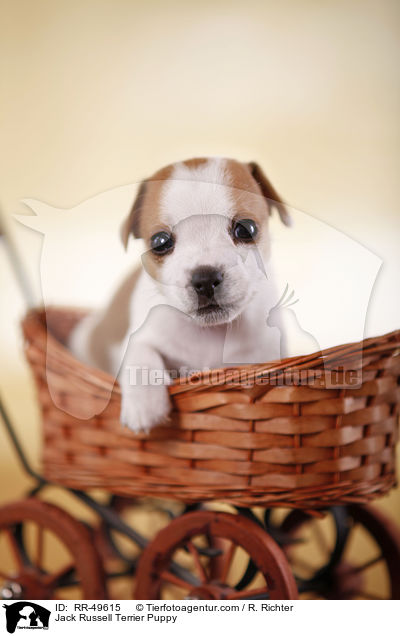 Jack Russell Terrier Welpe / Jack Russell Terrier Puppy / RR-49615