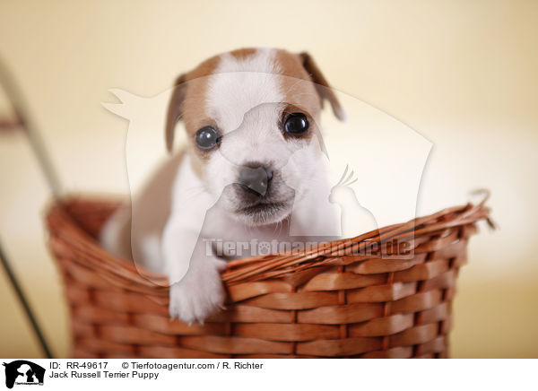 Jack Russell Terrier Welpe / Jack Russell Terrier Puppy / RR-49617