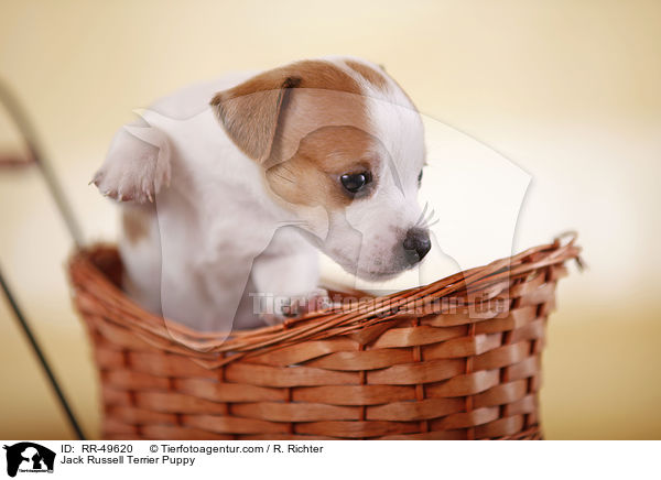 Jack Russell Terrier Welpe / Jack Russell Terrier Puppy / RR-49620