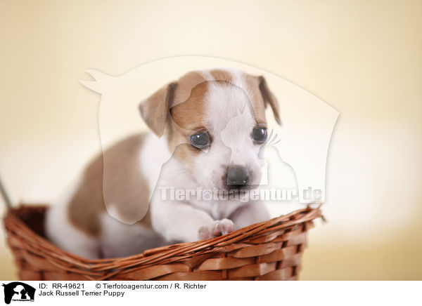 Jack Russell Terrier Welpe / Jack Russell Terrier Puppy / RR-49621