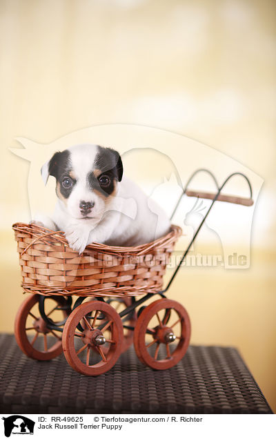 Jack Russell Terrier Welpe / Jack Russell Terrier Puppy / RR-49625