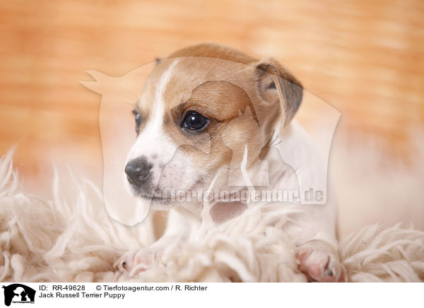 Jack Russell Terrier Welpe / Jack Russell Terrier Puppy / RR-49628