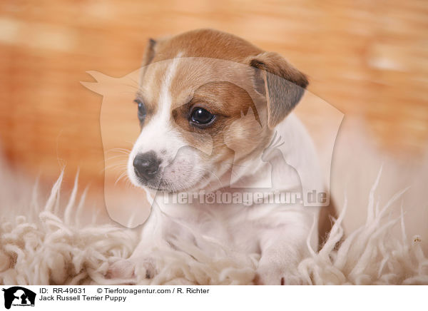 Jack Russell Terrier Welpe / Jack Russell Terrier Puppy / RR-49631