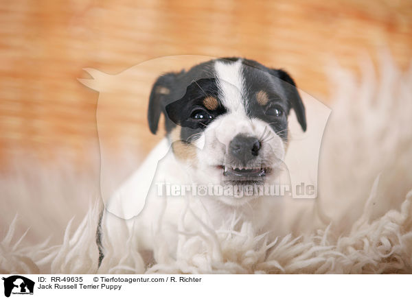 Jack Russell Terrier Welpe / Jack Russell Terrier Puppy / RR-49635