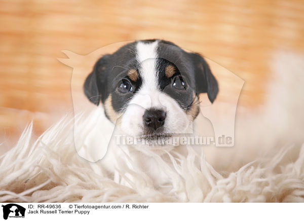 Jack Russell Terrier Welpe / Jack Russell Terrier Puppy / RR-49636