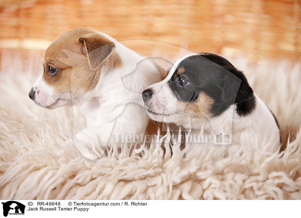 Jack Russell Terrier Welpe / Jack Russell Terrier Puppy / RR-49648