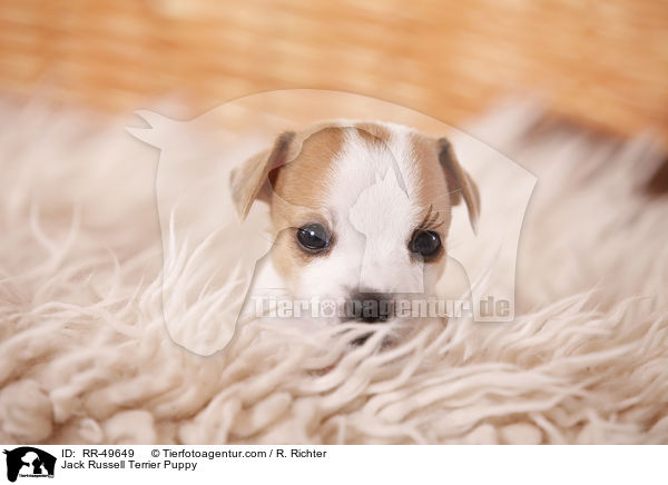Jack Russell Terrier Welpe / Jack Russell Terrier Puppy / RR-49649