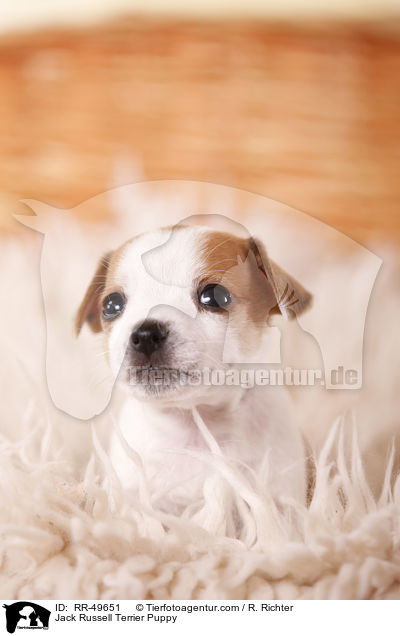 Jack Russell Terrier Welpe / Jack Russell Terrier Puppy / RR-49651