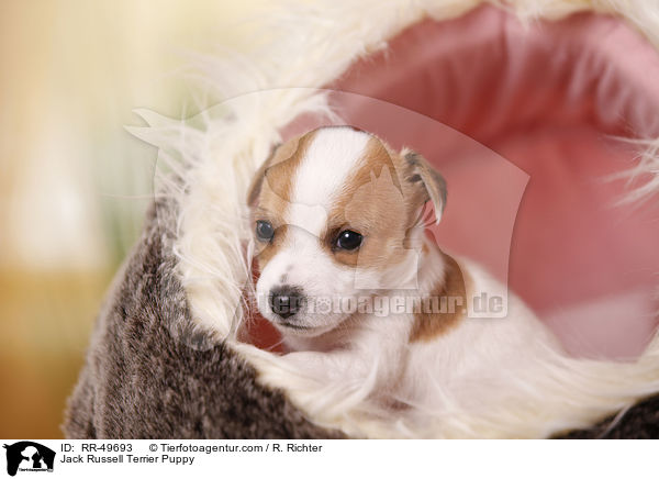 Jack Russell Terrier Welpe / Jack Russell Terrier Puppy / RR-49693