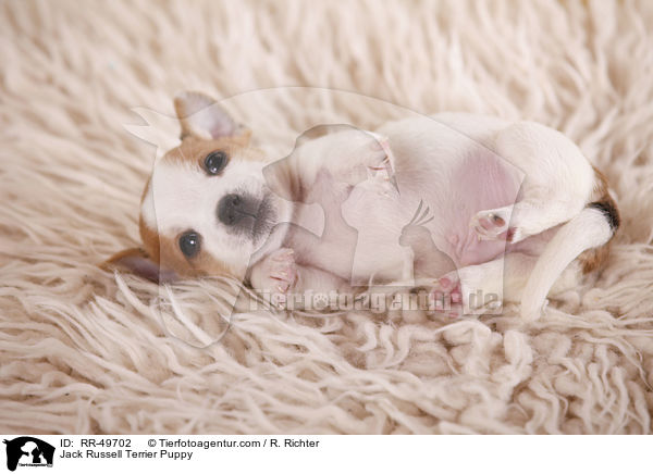 Jack Russell Terrier Puppy / RR-49702