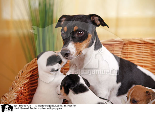 Jack Russell Terrier Hndin mit Welpen / Jack Russell Terrier mother with puppies / RR-49734