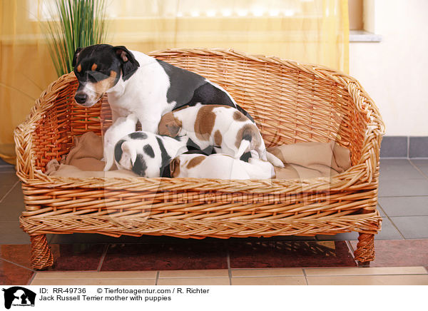 Jack Russell Terrier Hndin mit Welpen / Jack Russell Terrier mother with puppies / RR-49736