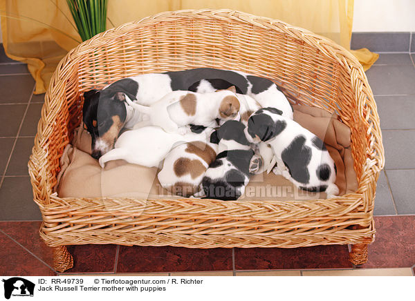 Jack Russell Terrier Hndin mit Welpen / Jack Russell Terrier mother with puppies / RR-49739