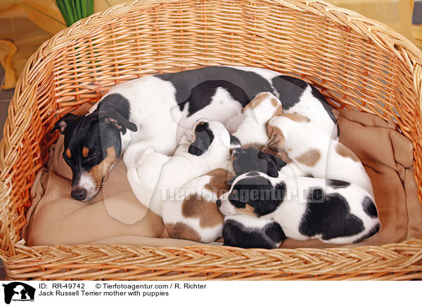 Jack Russell Terrier Hndin mit Welpen / Jack Russell Terrier mother with puppies / RR-49742