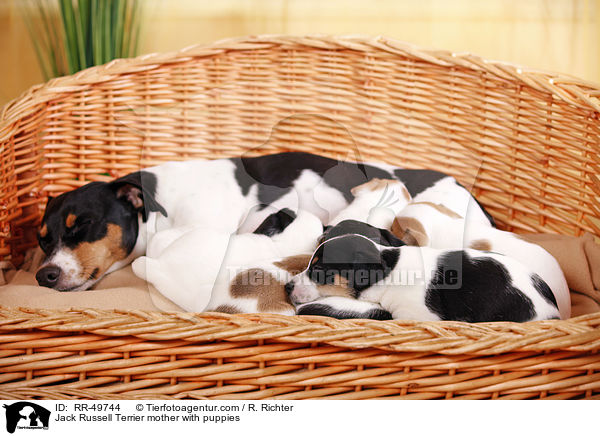 Jack Russell Terrier Hndin mit Welpen / Jack Russell Terrier mother with puppies / RR-49744