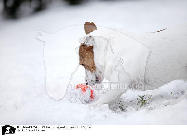 Jack Russell Terrier / Jack Russell Terrier / RR-49754