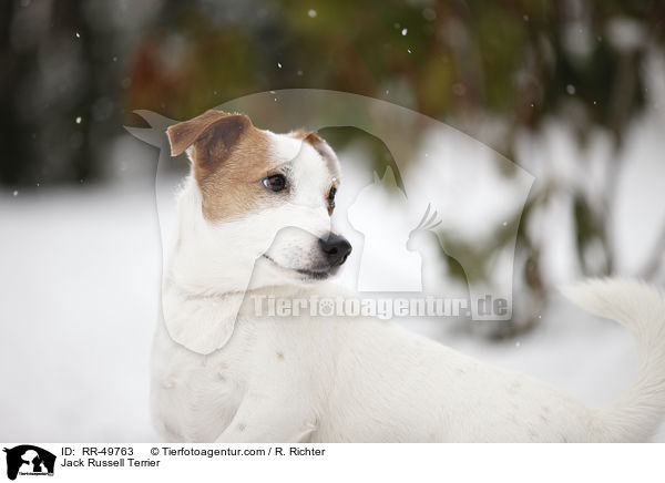 Jack Russell Terrier / Jack Russell Terrier / RR-49763