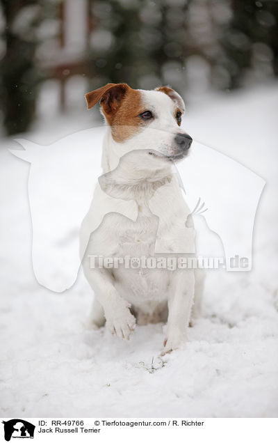 Jack Russell Terrier / Jack Russell Terrier / RR-49766