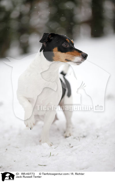 Jack Russell Terrier / Jack Russell Terrier / RR-49773