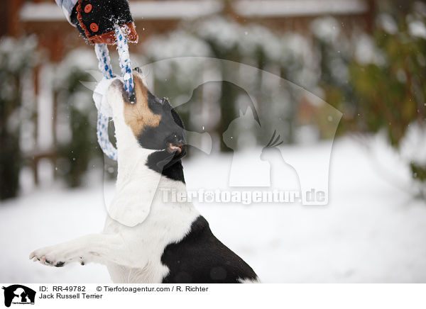 Jack Russell Terrier / Jack Russell Terrier / RR-49782