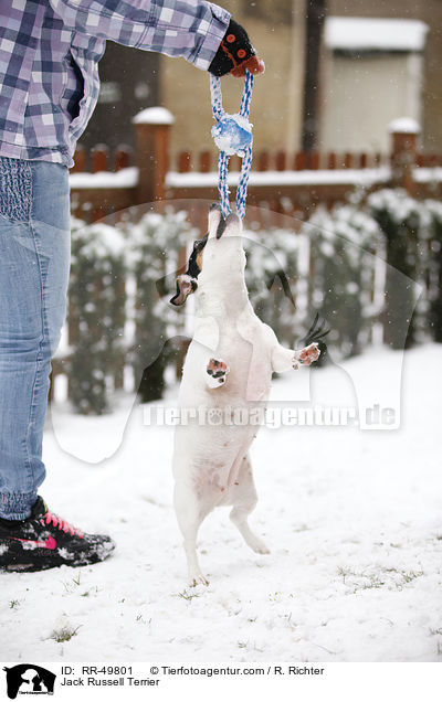 Jack Russell Terrier / Jack Russell Terrier / RR-49801