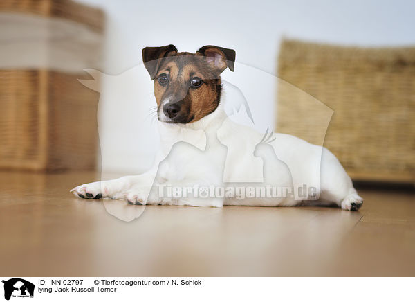 liegender Jack Russell Terrier / lying Jack Russell Terrier / NN-02797