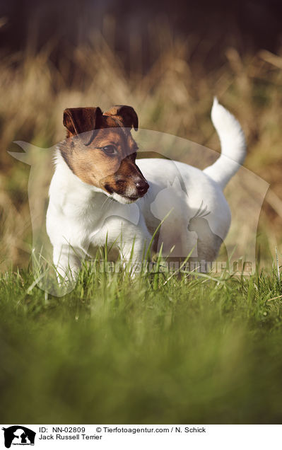 Jack Russell Terrier / Jack Russell Terrier / NN-02809