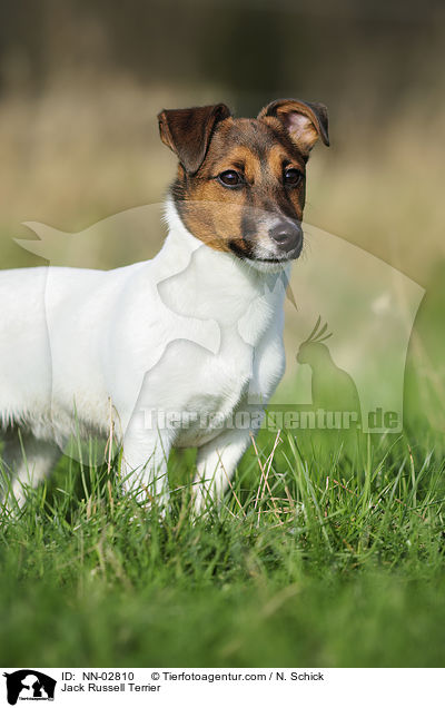 Jack Russell Terrier / Jack Russell Terrier / NN-02810