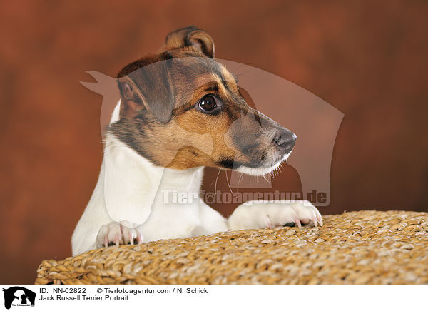 Jack Russell Terrier Portrait / Jack Russell Terrier Portrait / NN-02822
