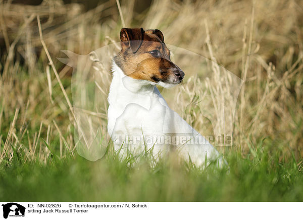 sitzender Jack Russell Terrier / sitting Jack Russell Terrier / NN-02826