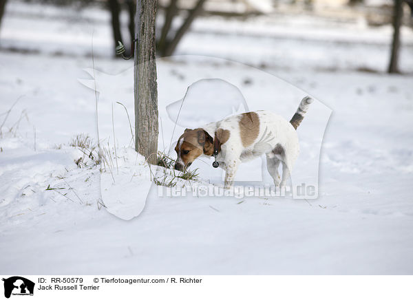 Jack Russell Terrier / Jack Russell Terrier / RR-50579