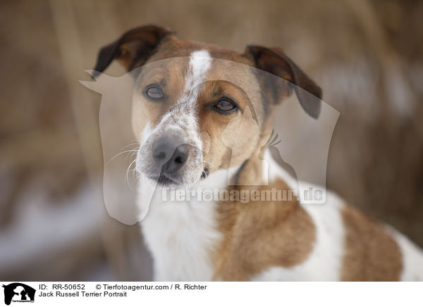 Jack Russell Terrier Portrait / Jack Russell Terrier Portrait / RR-50652