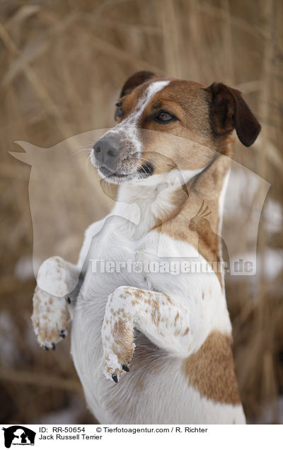 Jack Russell Terrier / Jack Russell Terrier / RR-50654