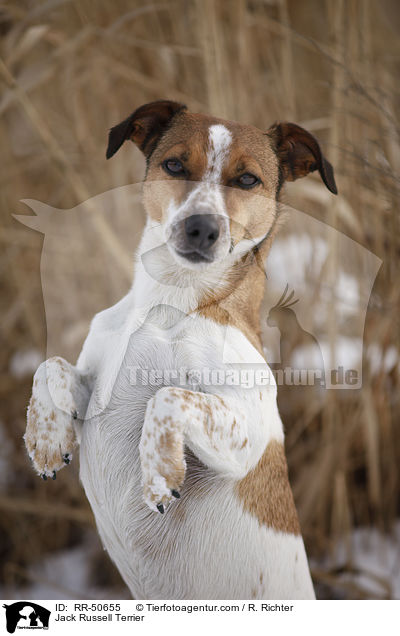 Jack Russell Terrier / Jack Russell Terrier / RR-50655