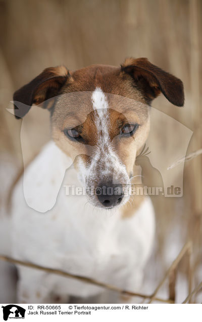 Jack Russell Terrier Portrait / Jack Russell Terrier Portrait / RR-50665