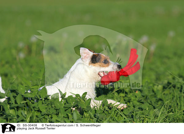 spielender Parson Russell Terrier / playing Parson Russell Terrier / SS-30408