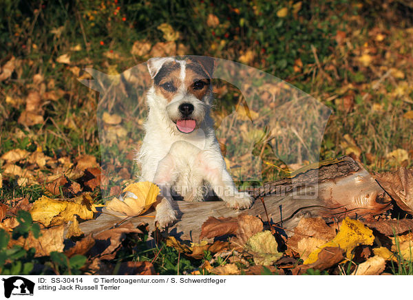 sitzender Parson Russell Terrier / sitting Parson Russell Terrier / SS-30414
