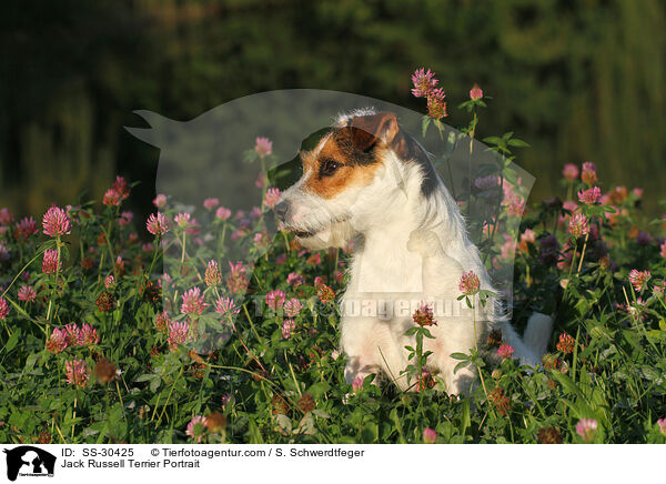 Parson Russell Terrier Portrait / Parson Russell Terrier Portrait / SS-30425
