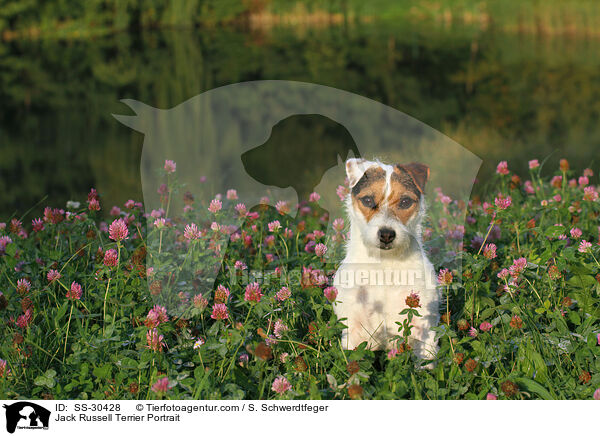 Parson Russell Terrier Portrait / Parson Russell Terrier Portrait / SS-30428