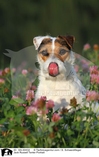 Parson Russell Terrier Portrait / Parson Russell Terrier Portrait / SS-30432