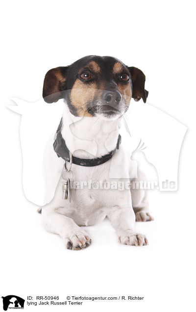 liegender Jack Russell Terrier / lying Jack Russell Terrier / RR-50946