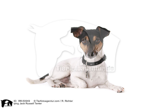 liegender Jack Russell Terrier / lying Jack Russell Terrier / RR-50949