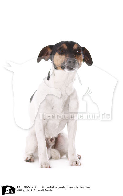 sitzender Jack Russell Terrier / sitting Jack Russell Terrier / RR-50956