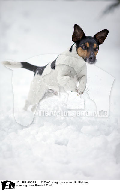 running Jack Russell Terrier / RR-50972