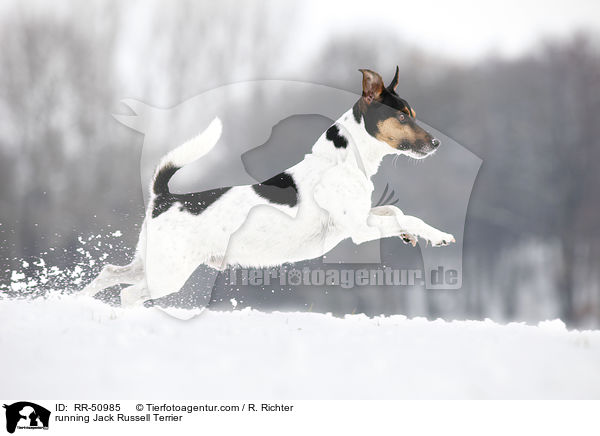 running Jack Russell Terrier / RR-50985