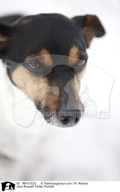 Jack Russell Terrier Portrait / Jack Russell Terrier Portrait / RR-51023