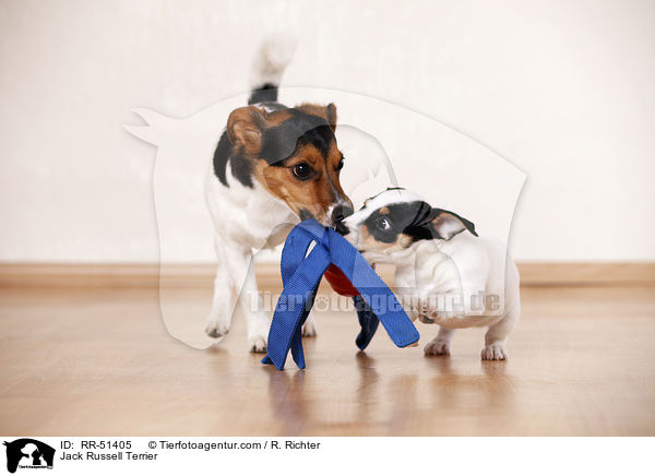Jack Russell Terrier / Jack Russell Terrier / RR-51405