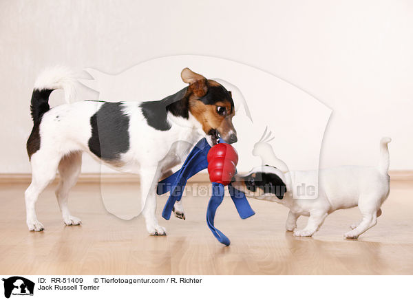 Jack Russell Terrier / Jack Russell Terrier / RR-51409