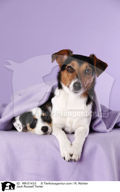Jack Russell Terrier / RR-51433
